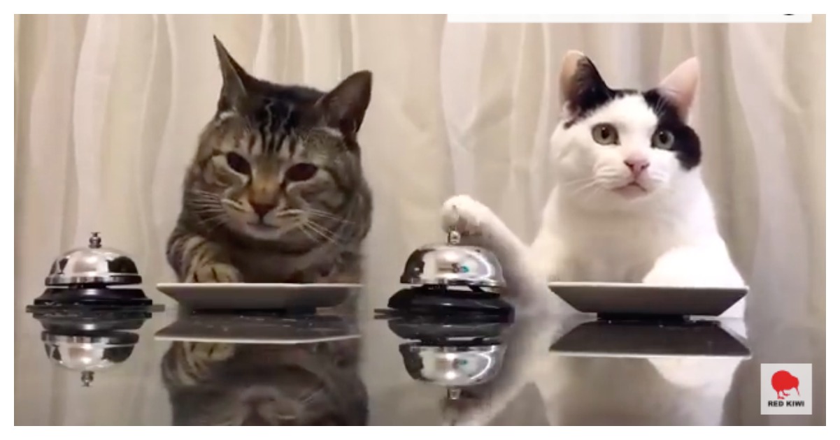 bellfoodfittiesfeature Catlov