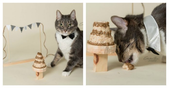 cat-cake-smash-feature