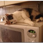 cat-cooking-show-02