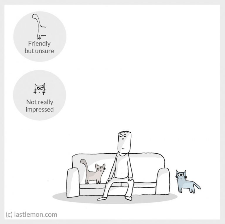 cat-moods-explained-10