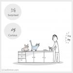 cat-moods-explained-7