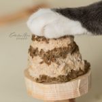 cat-smash-cake-07