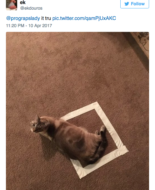 cat-square-10