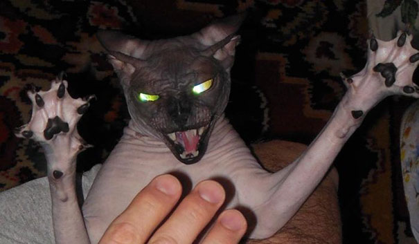 cats-are-actually-demons-11