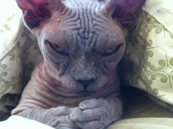 cats-are-actually-demons-15
