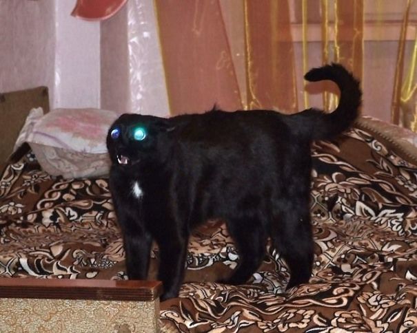 cats-are-actually-demons-18