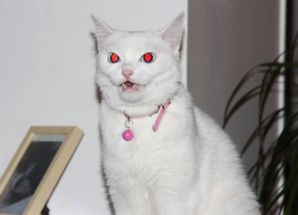 cats-are-actually-demons-27