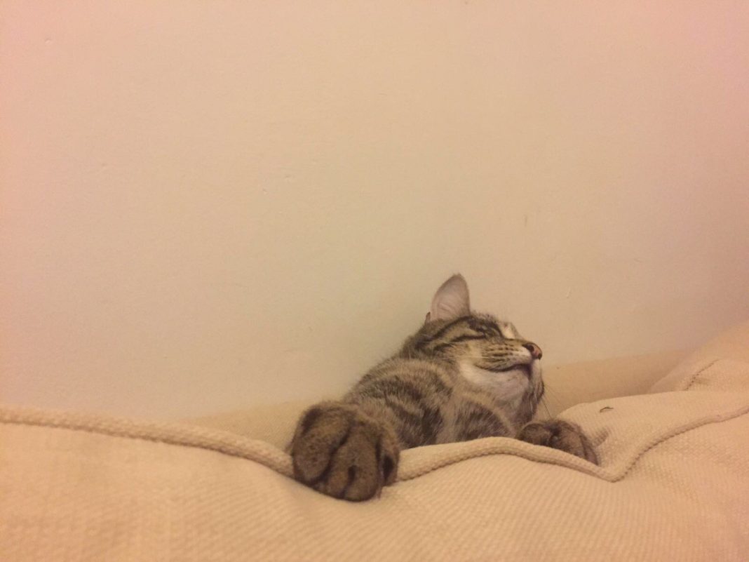 8 Cats That Show Getting Devoured By Couches Is A Real Feline Struggle