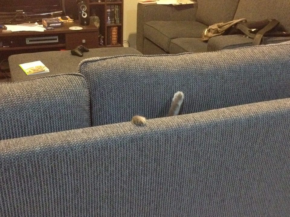 cats-swallowed-by-couches-03