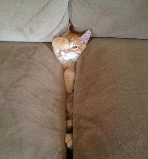 cats-swallowed-by-couches-04