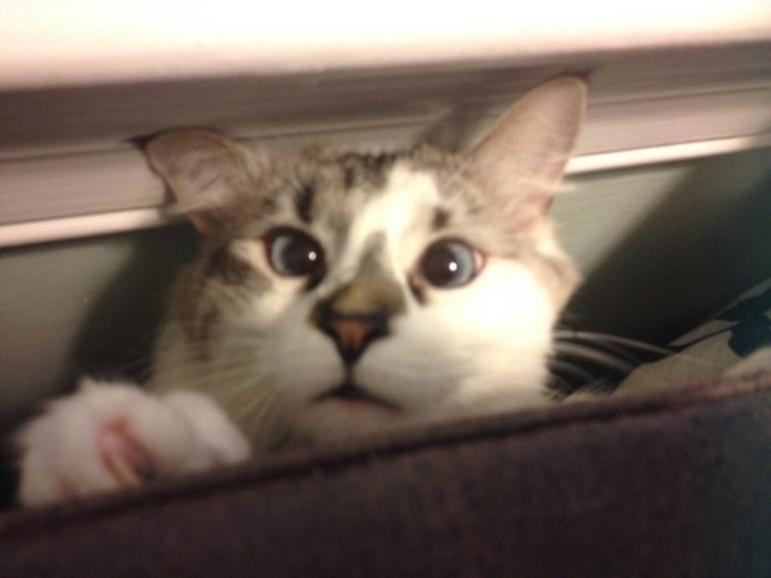 8 Cats That Show Getting Devoured By Couches Is A Real Feline Struggle