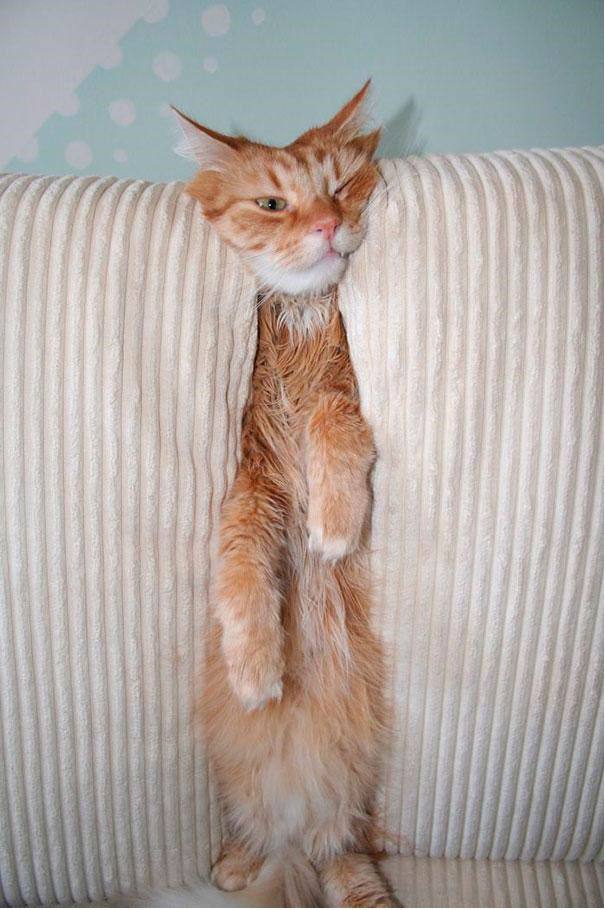cats-swallowed-by-couches-08