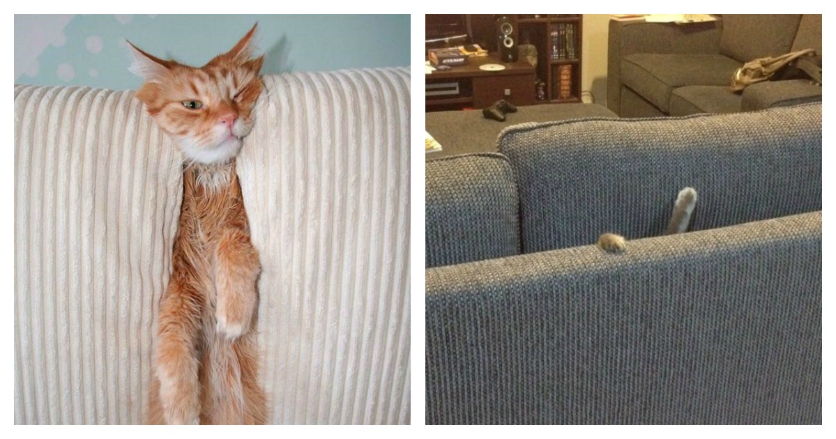 8 Cats That Show Getting Devoured By Couches Is A Real Feline Struggle