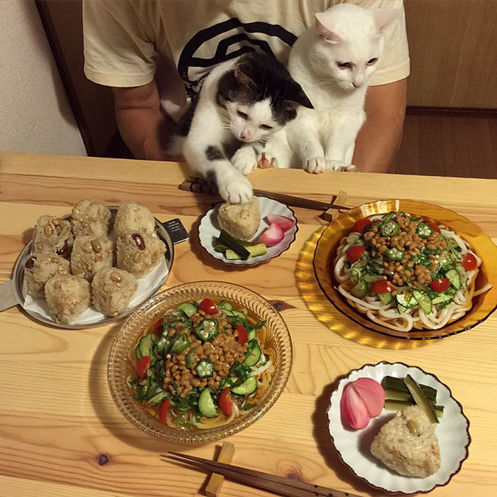 cats-watching-people-eat-naomiuno-10