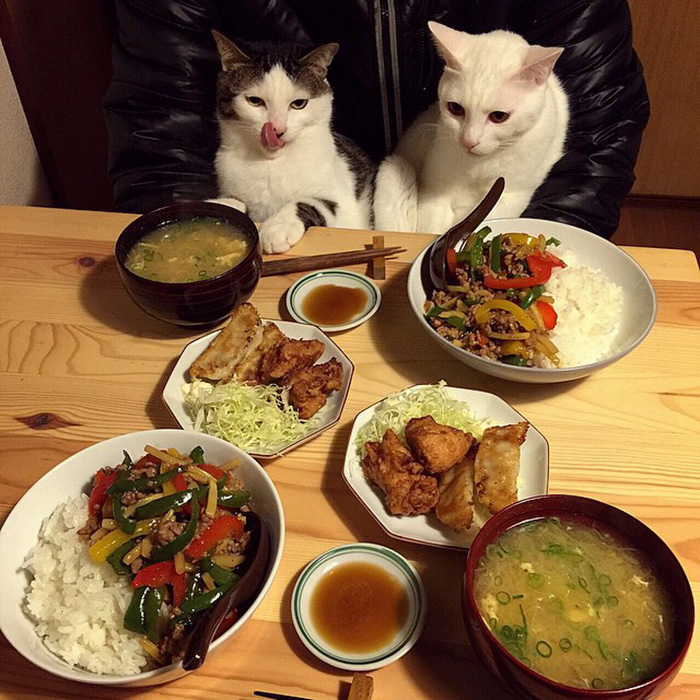 cats-watching-people-eat-naomiuno-12