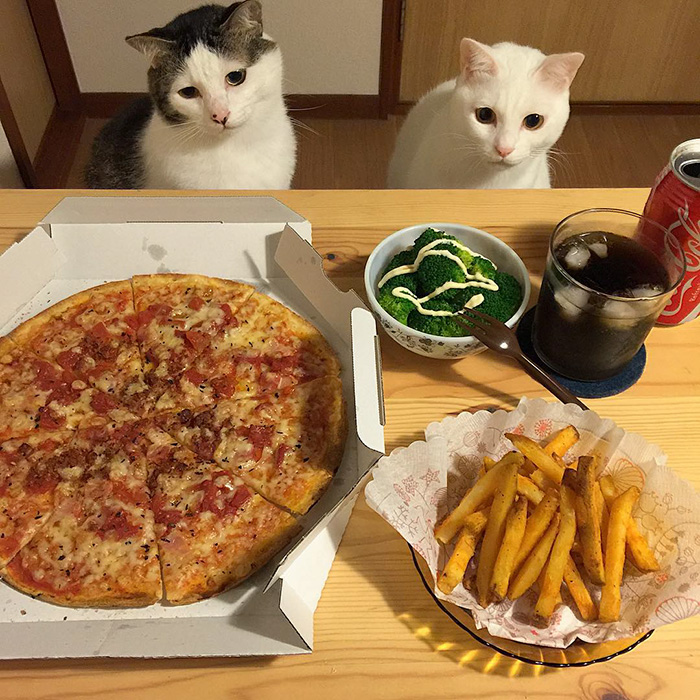 cats-watching-people-eat-naomiuno-15