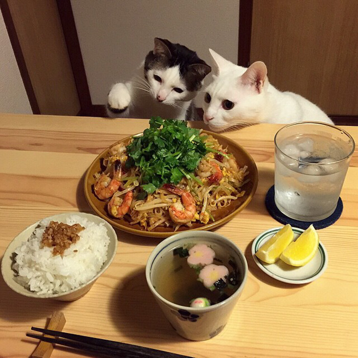 cats-watching-people-eat-naomiuno-2