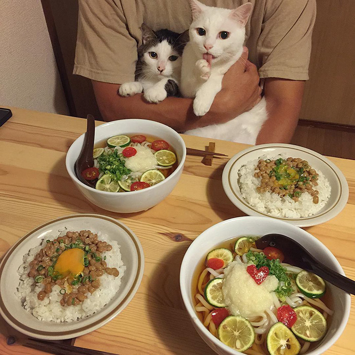 cats-watching-people-eat-naomiuno-5