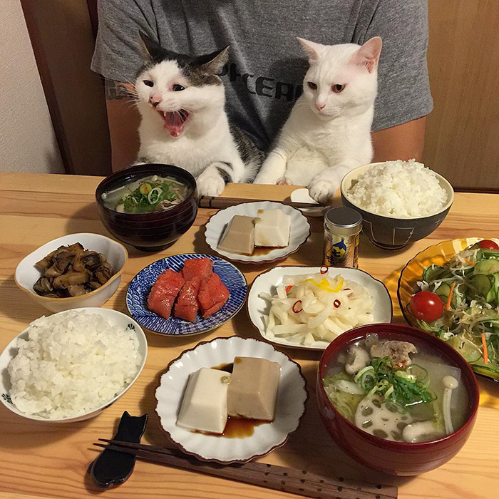 cats-watching-people-eat-naomiuno-8