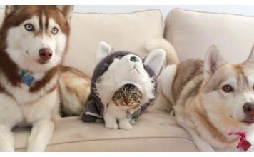 If Your Cat Does This, They Think They're Dogs