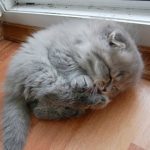 cutest-kittens-1