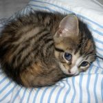 cutest-kittens-10