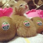 cutest-kittens-11