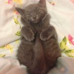 cutest-kittens-12