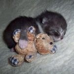 cutest-kittens-13