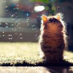 cutest-kittens-14