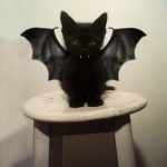 cutest-kittens-15