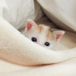 cutest-kittens-16