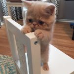 cutest-kittens-19