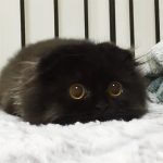 cutest-kittens-2