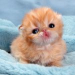 cutest-kittens-20