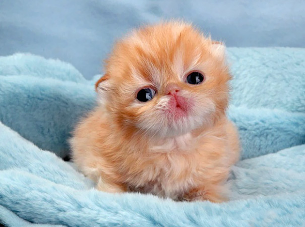cutest-kittens-20