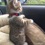 cutest-kittens-21