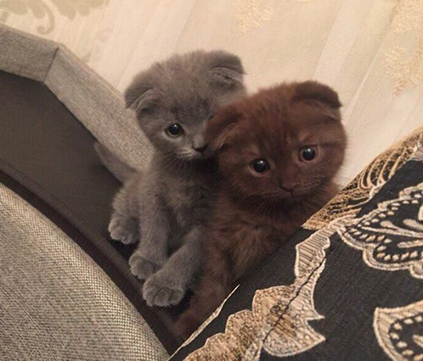cutest-kittens-22