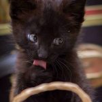 cutest-kittens-23