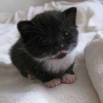 cutest-kittens-25