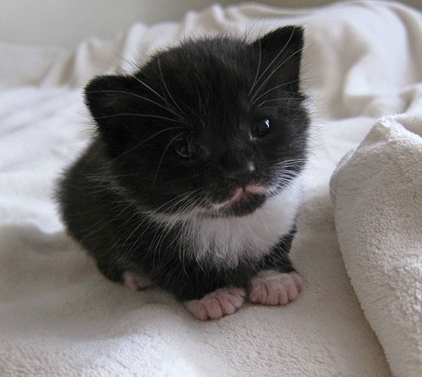 cutest-kittens-25
