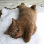 cutest-kittens-26