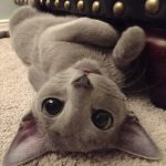 cutest-kittens-29