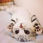 cutest-kittens-3