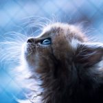 cutest-kittens-30