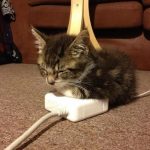 cutest-kittens-31