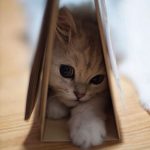 cutest-kittens-34