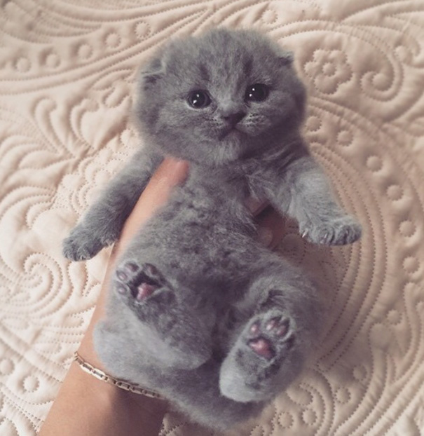 cutest-kittens-35