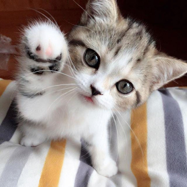 cutest-kittens-38
