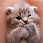 cutest-kittens-4